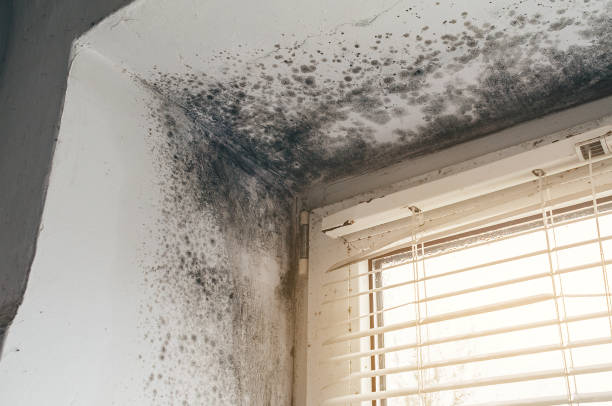 Affordable Attic Mold Remediation solutions in Brandy Station, VA