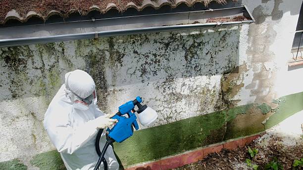 Top rated local Attic Mold Remediation specialists in Brandy Station, VA
